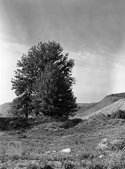 A picture of tree in the Khojier National Park,عکسی از درخت تنها در پارک ملی خجیر