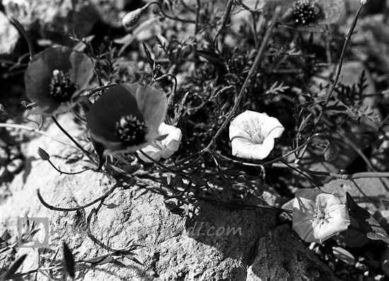 Poppy flower in Khojir National Park,گل شقایق در پارک ملی خجیر