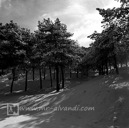 Black and white photos Lavizan forest park with Hasselblad cameras, عکس سیاه و سفید از جنگل لویزان با دوربین هاسلبلاد