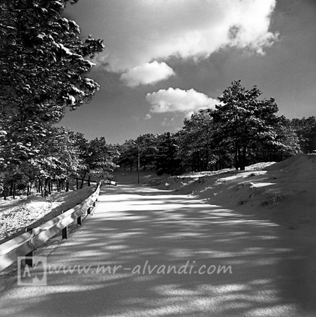 Snowy road in Lavizan Forest Park, جاده برفی در پارک جنگلی لویزان
