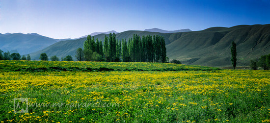 Firuzkuh in plain flowers, فیروزکوه در دشت گلها