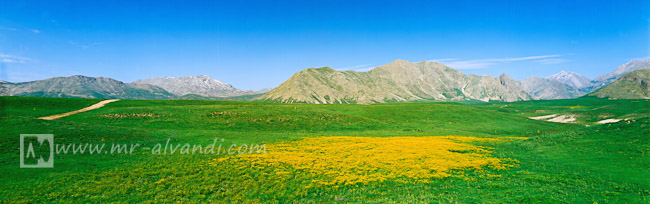 Lar Plain and yellow flowers in Panorama, دشت لار و گلهای زرد در پانوراما