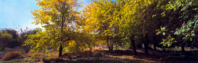 Golden autumn leaves in the Lavizan Forest Park, پاییز لویزان