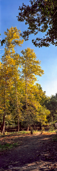 Lavizan Forest Park and golden autumn, پاییز پارک جنگلی لویزان