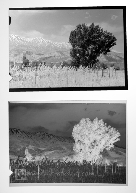 Reversal processing Black and White negatives
