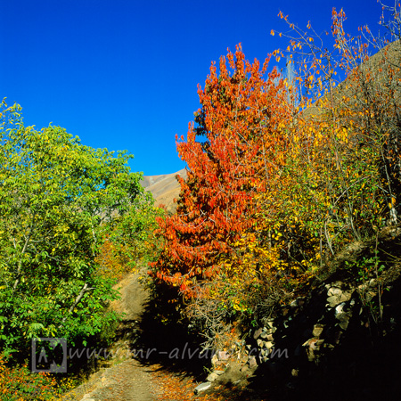 Beautiful autumn, in the Ahhar gardens,پاییز زیبا از باغهای آهار