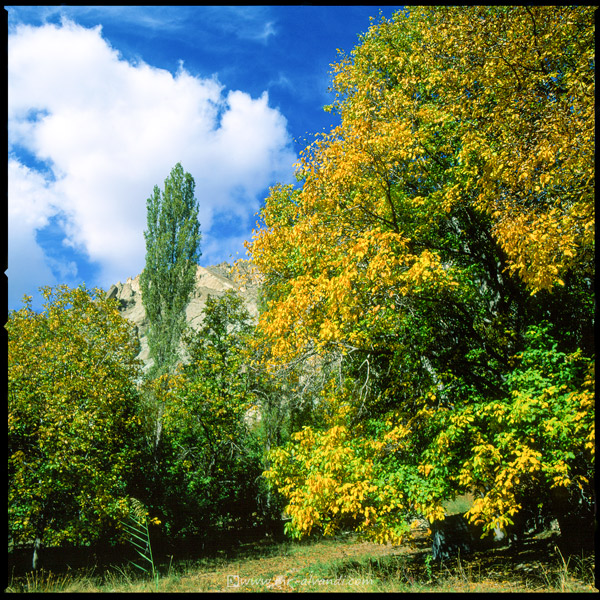 Autumn yellow trees in Firozkuh