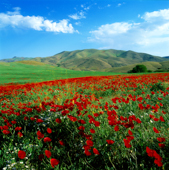Kurdistan and poppy fields,کردستان و دشت شقایق