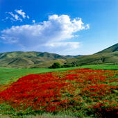 Kurdistan and Poppy fields