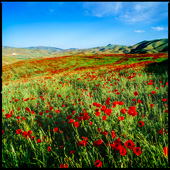 Poppy flowers in the plains of Kurdistan