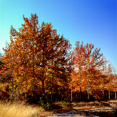 Autumn trees in Lavizan park