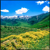 Yellow flowers in the mountains of Mazandaran