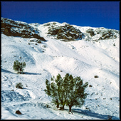 Trees of the mountain region of Polour