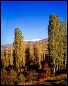 Autumn Poplar Trees in Taleghan